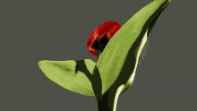 Tulip Flower GIF - Tulip Flower Bloom GIFs