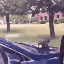 Squirrel Car GIF - Squirrel Car Fail GIFs