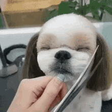 Dog Haircut GIF - Dog Haircut Soothing GIFs