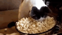 Yummy Popcorn GIF - Popcorn Cat Popcornday GIFs