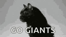 Cowboys Vs Giants Cat GIF - Cowboys Vs Giants Cat Go Giants GIFs