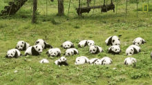 Sleeping 42pandas Born In Breeding Program This Year GIF - Sleeping 42pandas Born In Breeding Program This Year Baby Pandas GIFs