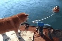 rescue dog