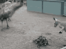 Emu Kangaroo GIF - Emu Kangaroo Quarrel GIFs