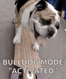 Bulldog Mode Activated Happy GIF - Bulldog Mode Activated Happy Tongue Out GIFs