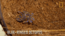 Blue Ringed Octopus Primal Survivor GIF - Blue Ringed Octopus Primal Survivor Venomous GIFs