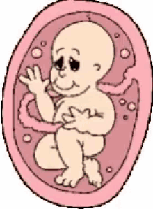 baby womb