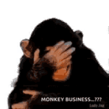 Laughing Funny GIF - Laughing Funny Monkey GIFs