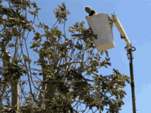 Tree Cutting Service Ca Local Tree Removal Service Near Me GIF - Tree Cutting Service Ca Local Tree Removal Service Near Me Residential Tree Services Near Me GIFs