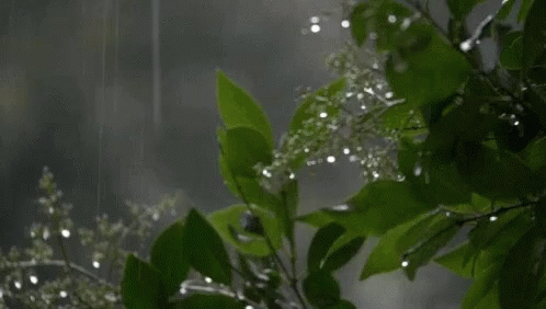 Rain Raining GIF - Rain Raining Nature - Discover &amp; Share GIFs