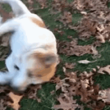 Puppy Dog GIF - Puppy Dog Roll Over GIFs