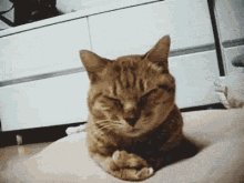 Bengal Cat Sleeping GIF - Bengal Cat Sleeping Scemo Gatto GIFs