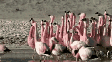 flamingo squad goals winning group walking
