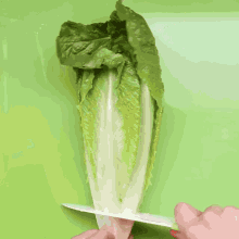 Romaine Lettuce No Salad GIF - Romaine Lettuce No Salad GIFs