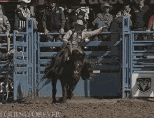 Buck GIF - Horse Riding Stay On Hold On GIFs