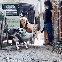 Let The Dogs Out Happily GIF - Let The Dogs Out Happily Freeing The Dogs GIFs