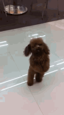 Like A Human? GIF - Dog Poodle Walk GIFs