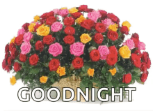 Goodnight Roses GIF - Goodnight Roses Flowers GIFs