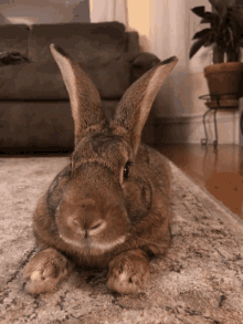 Rabbit Nose GIF - Rabbit Nose Ears GIFs