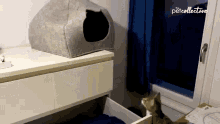Went Inside The Cat Cave The Pet Collective GIF - Went Inside The Cat Cave The Pet Collective Enter Cat Cave GIFs