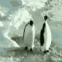 penguin shove push fall