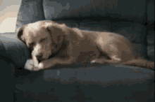 Dog Sleeping GIF - Dog Sleeping Eating Bone GIFs