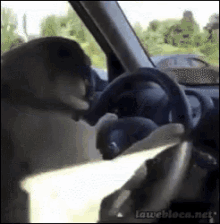 Happy Driving Dog GIF - Happy Driving Dog GIFs