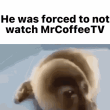 He Was Forced To Mrcoffeetv GIF - He Was Forced To Mrcoffeetv Not GIFs
