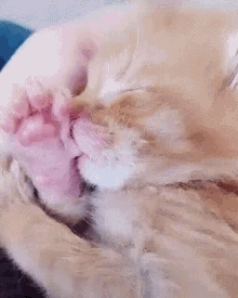 Kitten Sucking Thumb GIF - Kitten Sucking Thumb Sleeping GIFs