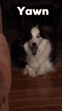 Border Collie Dogs GIF - Border Collie Dogs Funny GIFs