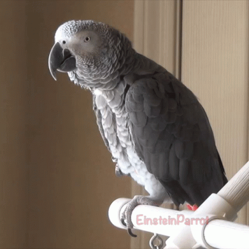 Parrot Einsteinparrot GIF - Parrot Einsteinparrot Feathers GIFs