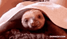 Sloth Time Sleepy GIF - Sloth Time Sleepy Lazy GIFs