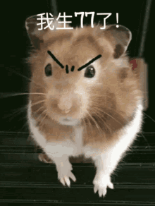 angry hamster %E7%94%9F%E6%B0%94 %E4%BB%93%E9%BC%A0 angry hamster %E7%94%9F%E6%B0%94 %E4%BB%93%E9%BC%A0