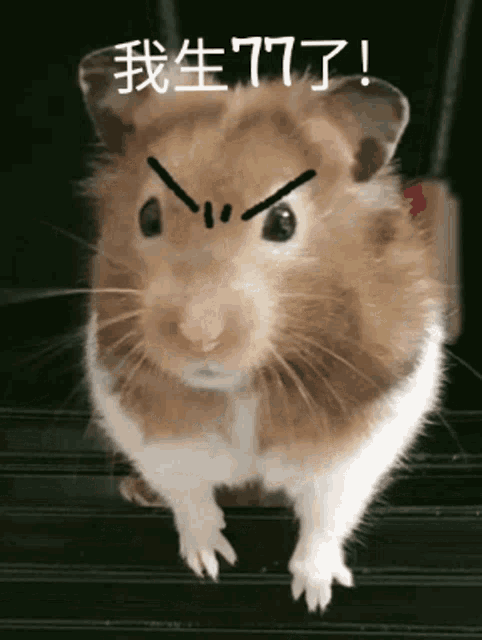 angry-hamster.gif