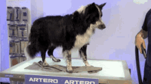woof guau perro dog dogs woof guau perro dog dogs