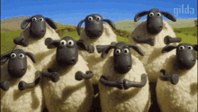 Applauz Sheep GIF - Applauz Sheep GIFs