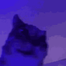 Cat Shaking GIF - Cat Shaking Radlcies GIFs