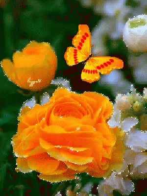 Butterfly Flower GIF - Butterfly Flower Glitter - Discover & Share GIFs