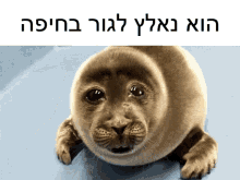 Seal Crying Seal GIF - Seal Crying Seal כלבים GIFs