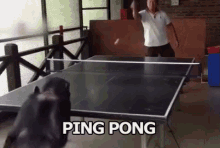 Scimmia Che Gioca Ping Pong Sport Giocare Animali GIF - Monkey Playing Table Tennis GIFs