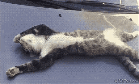 [Image: sleepy-head-lazy-cat.gif]