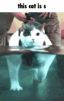 this cat water funny this cat is s