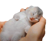 Sleeping Cat Deborkader Sticker - Sleeping Cat Deborkader Kitten Stickers