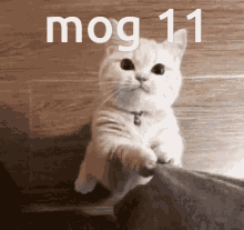 Mog Mog11 GIF - Mog Mog11 Gog GIFs