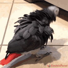 Parrot Einstein Parrot GIF - Parrot Einstein Parrot African Grey Parrot GIFs