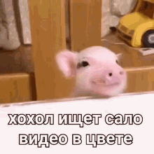 %D1%85%D0%BE%D1%85%D0%BE%D0%BB %D0%B2%D0%B8%D0%B4%D0%B5%D0%BE%D0%B2%D1%86%D0%B2%D0%B5%D1%82%D0%B5