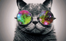 Cat Shades GIF - Cat Shades Colors GIFs