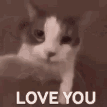 Cat Love You GIF - Cat Love You Love You Cat GIFs