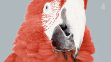 Bird Parrot GIF - Bird Parrot Birds GIFs