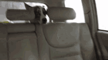Cannot Unsee GIF - Dogs Terror Scared GIFs